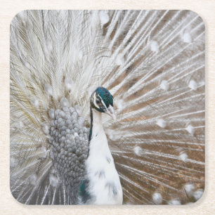 Dessous-de-verre Carré En Papier Élégant Peacock Albino