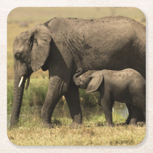 Dessous-de-verre Carré En Papier Éléphants africains
