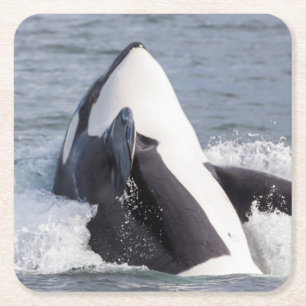 Dessous-de-verre Carré En Papier Éruption d'une baleine orque