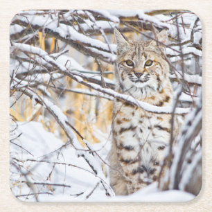 Dessous-de-verre Carré En Papier États-Unis, Wyoming, Bobcat