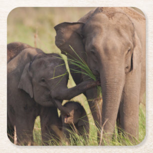 Dessous-de-verre Carré En Papier Famille d'éléphants asiatiques indiens dans la sav