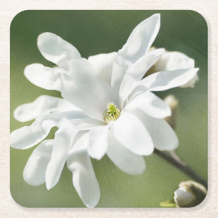 Dessous-de-verre Carré En Papier Fleur de magnolia blanc