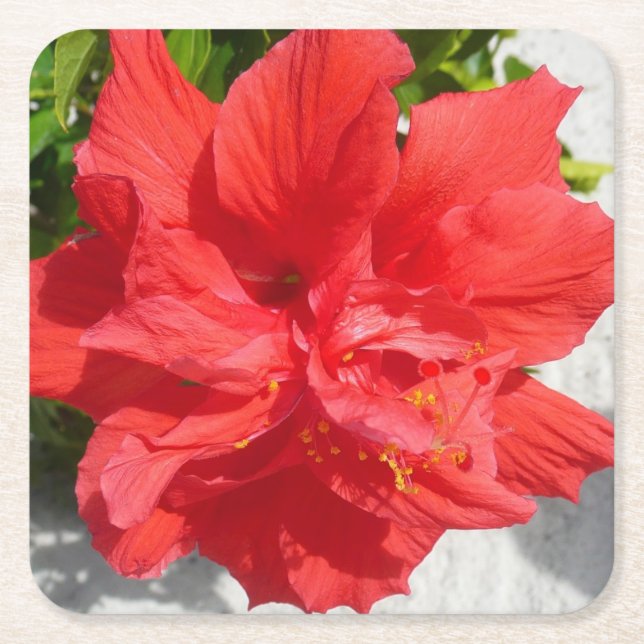 Dessous-de-verre Carré En Papier Fleur double hibiscus rouge (Devant)