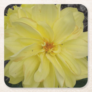 Dessous-de-verre Carré En Papier Fleur Macro Jaune Dahlia