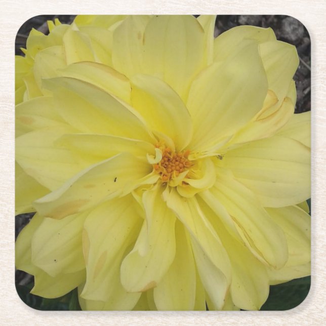 Dessous-de-verre Carré En Papier Fleur Macro Jaune Dahlia (Devant)