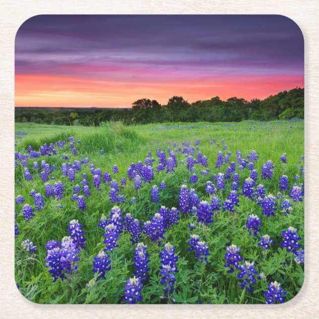 Dessous-de-verre Carré En Papier Fleurs | Bluebonnets à Sunset Texas (Devant)