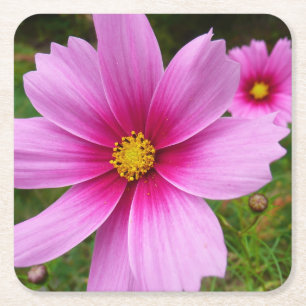 Dessous-de-verre Carré En Papier Fleurs sauvages de cosmos rose