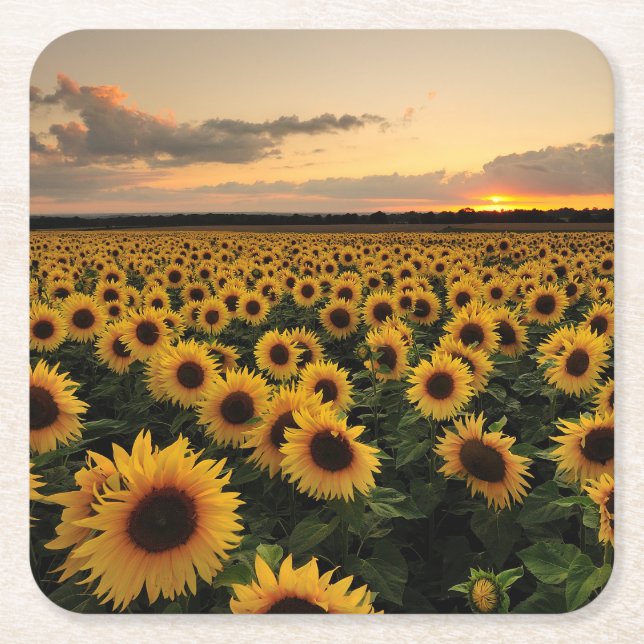 Dessous-de-verre Carré En Papier Fleurs | Terrain de tournesol (Devant)