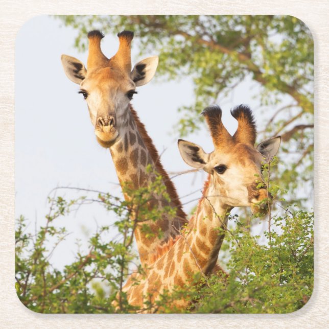 Dessous-de-verre Carré En Papier Girafes dépassant de la végétation (Devant)