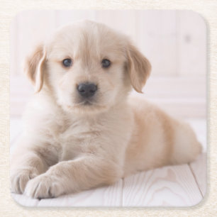 Dessous-de-verre Carré En Papier Golden retriever se couchant