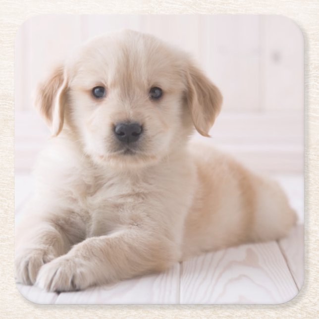 Dessous-de-verre Carré En Papier Golden retriever se couchant (Devant)