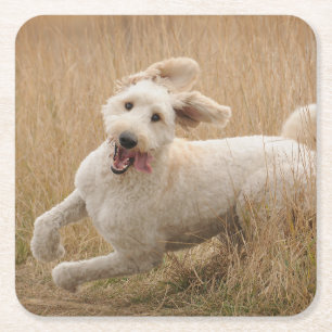 Dessous-de-verre Carré En Papier Goldendoodle traverse l'herbe