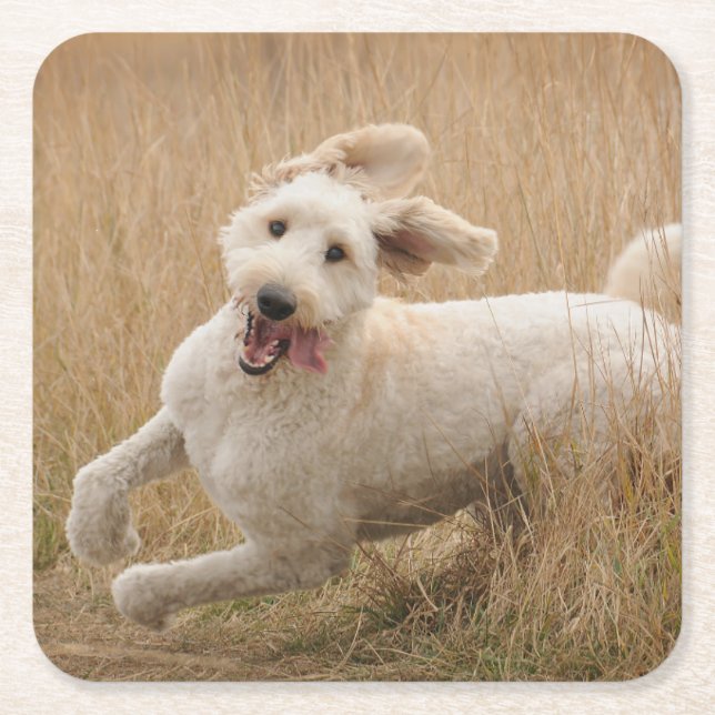 Dessous-de-verre Carré En Papier Goldendoodle traverse l'herbe (Devant)