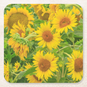 Dessous-de-verre Carré En Papier Grand champ de tournesols près de Moses Lake, WA 2