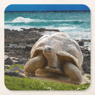 Dessous-de-verre Carré En Papier Grande tortue au bord de mer