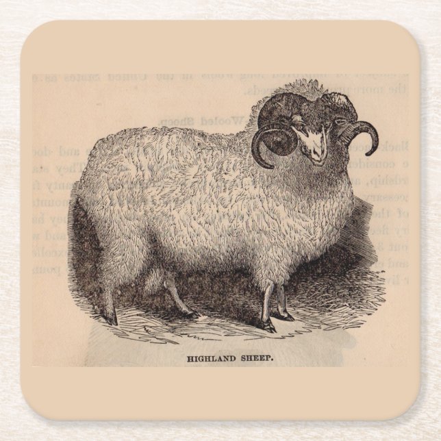 Dessous-de-verre Carré En Papier Gravure du 19e siècle Mouton des Highlands (Devant)