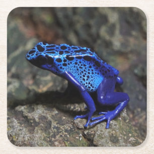 Dessous-de-verre Carré En Papier Grenouille bleue poison, grenouille bleue vive