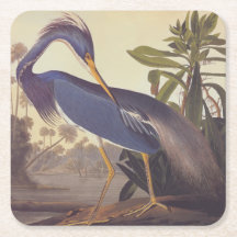 Héron de la Louisiane d'Audubon ou Héron tricolore