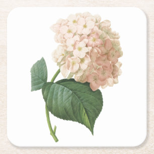 Dessous-de-verre Carré En Papier hortensia(Hydrangea sp.) par Redouté