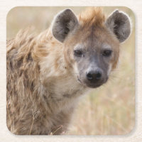 Hyena