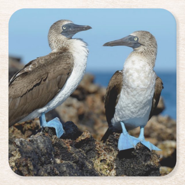 Dessous-de-verre Carré En Papier Îles Galapagos, île d'Isabela (Devant)