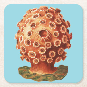 Dessous-de-verre Carré En Papier Illustration colorée du tunicier rouge Vintage