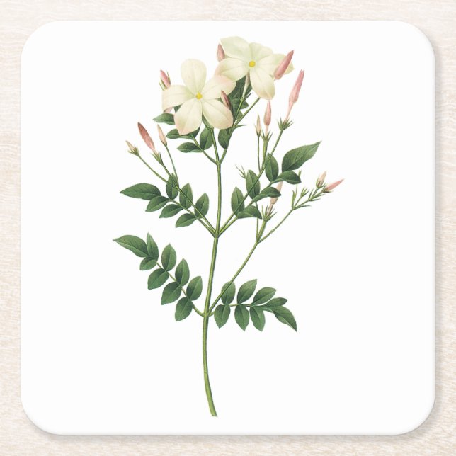 Dessous-de-verre Carré En Papier jasmine (Jasminum grandiflorum) par Redouté (Devant)