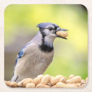 Dessous-de-verre Carré En Papier Jay bleu avec arachide