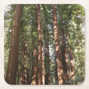 Dessous-de-verre Carré En Papier Jusqu'aux séquoias II à Muir Woods National Monume