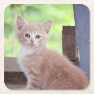 Dessous-de-verre Carré En Papier Kitten