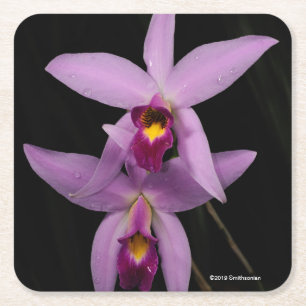Dessous-de-verre Carré En Papier Laelia Anceps