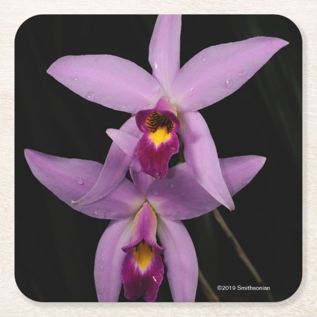 Dessous-de-verre Carré En Papier Laelia Anceps (Devant)