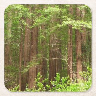 Dessous-de-verre Carré En Papier Les séquoias au monument national de Muir Woods