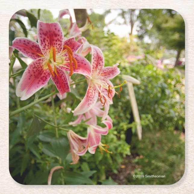 Dessous-de-verre Carré En Papier Lillies rose (Devant)
