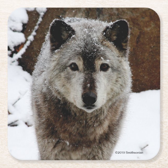 Dessous-de-verre Carré En Papier Loup gris dans la neige (Devant)