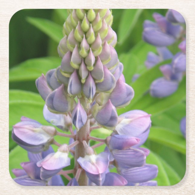 Dessous-de-verre Carré En Papier lupine-3 (Devant)