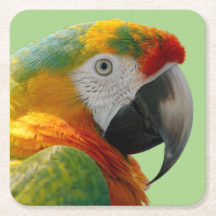 Dessous-de-verre Carré En Papier Magnifique et colorée Macaw Parrot