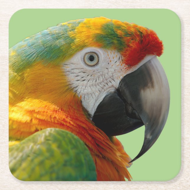 Dessous-de-verre Carré En Papier Magnifique et colorée Macaw Parrot (Devant)