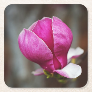Dessous-de-verre Carré En Papier Magnolia rose pleine floraison