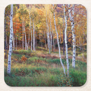 Dessous-de-verre Carré En Papier Maine, Parc national d'Acadia, Automne