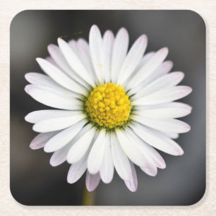 Dessous-de-verre Carré En Papier Marguerite sauvage blanche et jaune