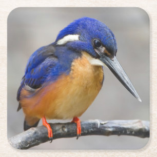 Dessous-de-verre Carré En Papier Martin-pêcheur mignon et coloré ou oiseau d'Alcedi