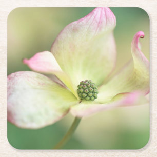 Dessous-de-verre Carré En Papier Mlle Satomi'de Kousa de cornus de la fleur   de