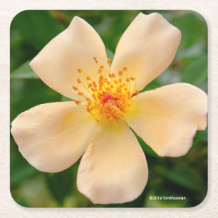 Dessous-de-verre Carré En Papier Mme Oakley Fisher Rose