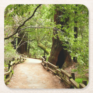 Dessous-de-verre Carré En Papier Muir Woods Path II Nature Photography