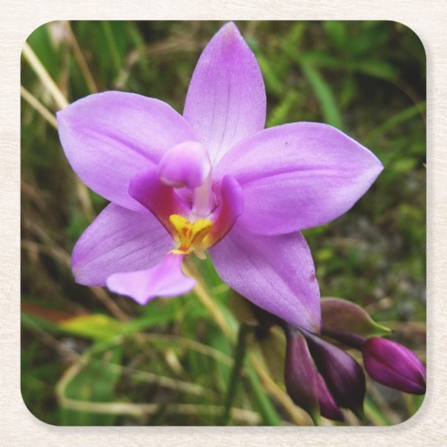 Dessous-de-verre Carré En Papier Orchidée sauvage violette Fleur tropicale (Devant)
