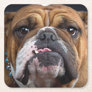 Dessous-de-verre Carré En Papier Oreillers à lancer de Bulldog anglais