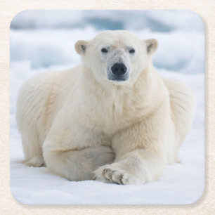 Dessous-de-verre Carré En Papier Ours polaire adulte sur la banquise d'été