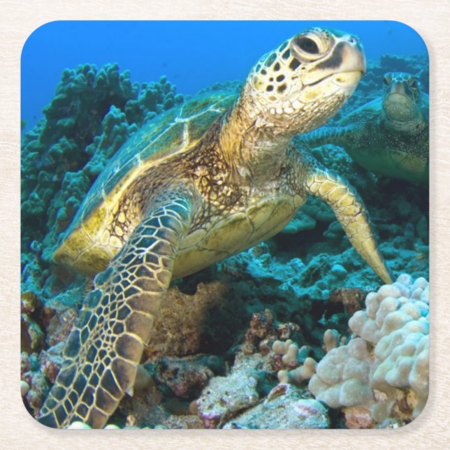 Dessous-de-verre Carré En Papier Paires de tortue (Devant)