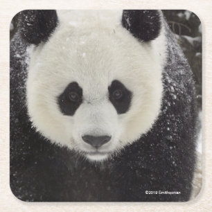 Dessous-de-verre Carré En Papier Panda géant dans la neige
